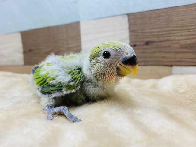 コザクラインコ（小桜インコ）