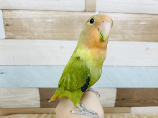 コザクラインコ（小桜インコ）