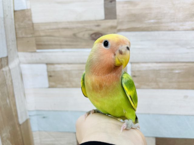 コザクラインコ（小桜インコ）