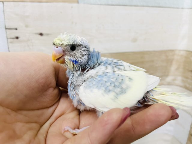 梵天セキセイインコ