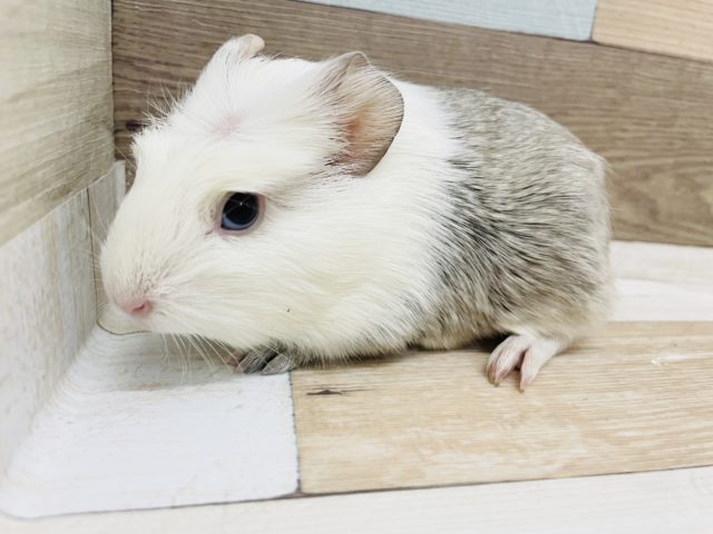 クレステッドモルモット