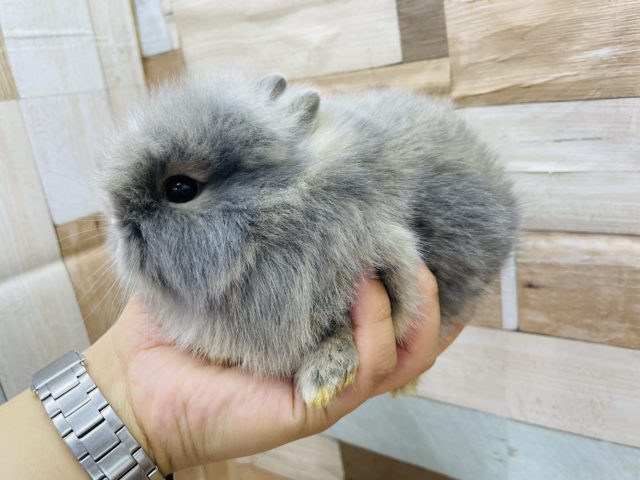 ライオンラビット