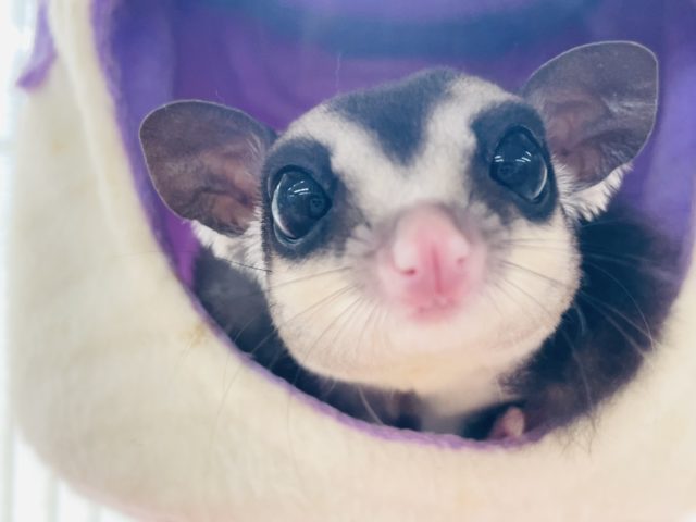 フクロモモンガ