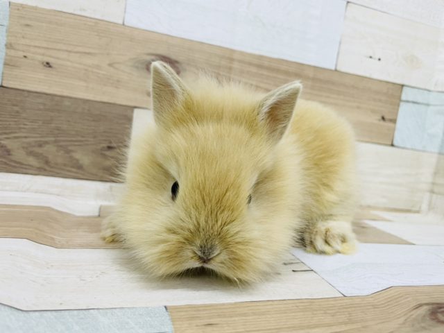 ライオンラビット