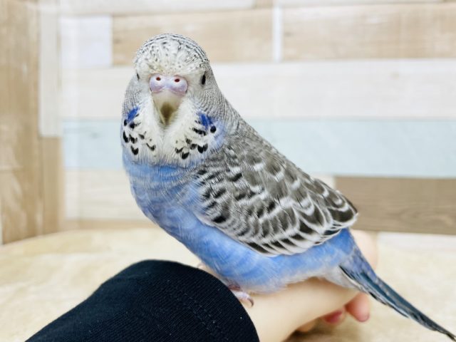 ジャンボセキセイインコ