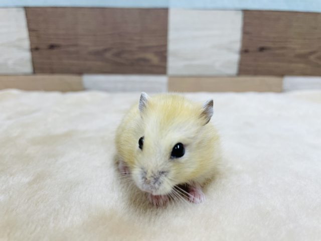 ジャンガリアン