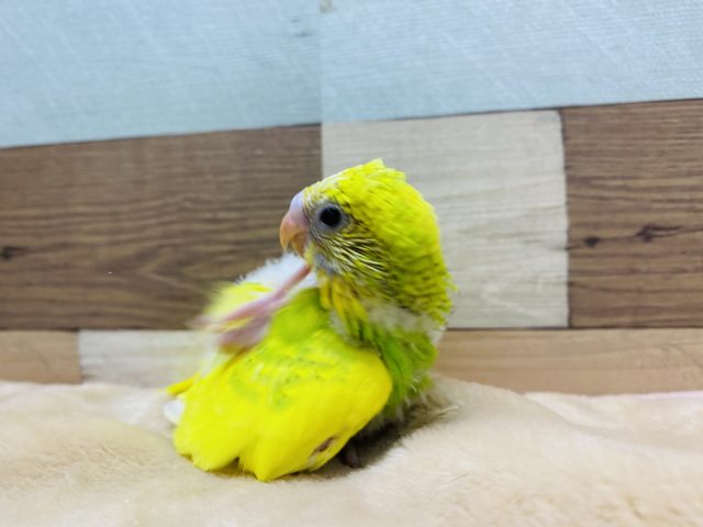 セキセイインコ