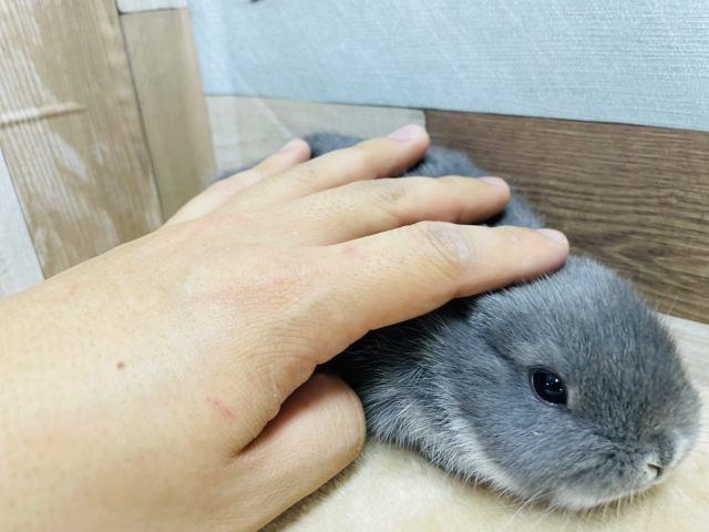 ネザーランドドワーフ