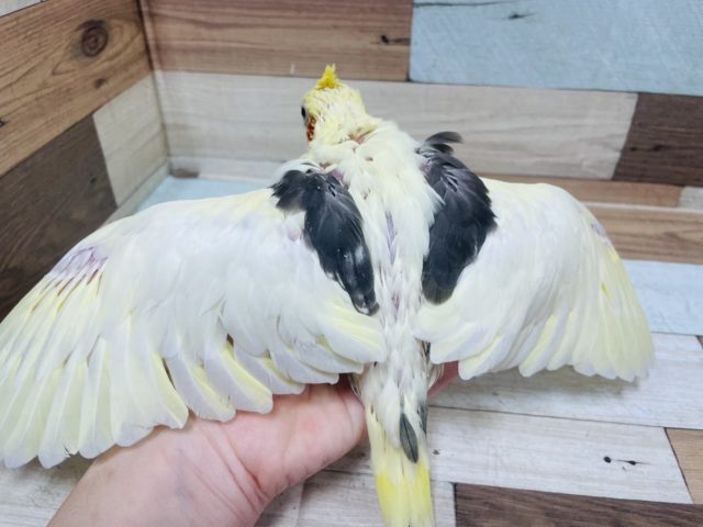 オカメインコ
