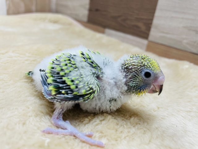 セキセイインコ