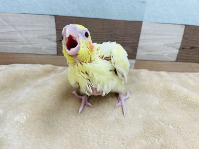 オカメインコ