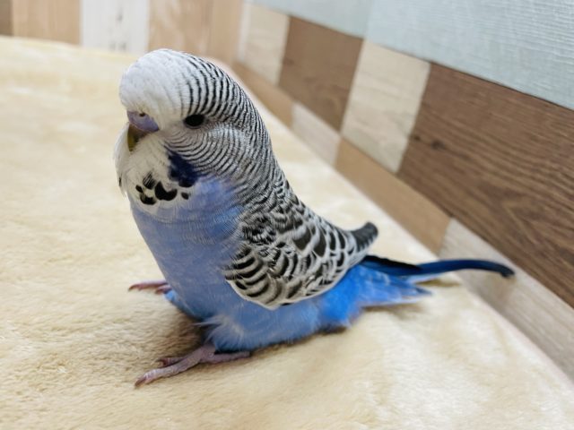 ジャンボセキセイインコ