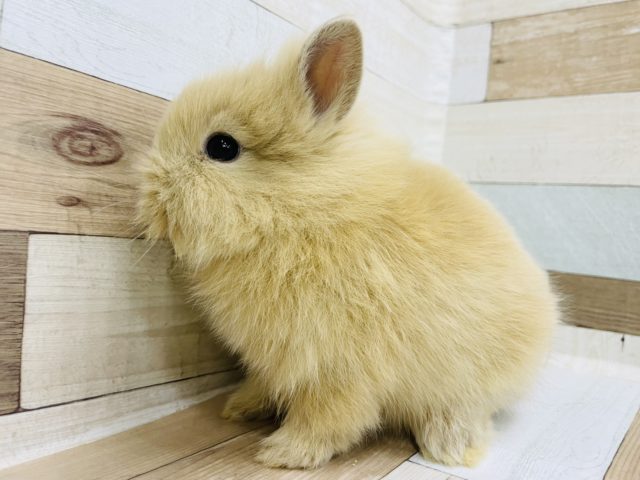 ライオンラビット