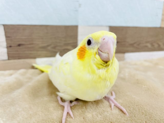 オカメインコ