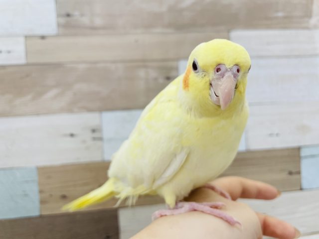オカメインコ