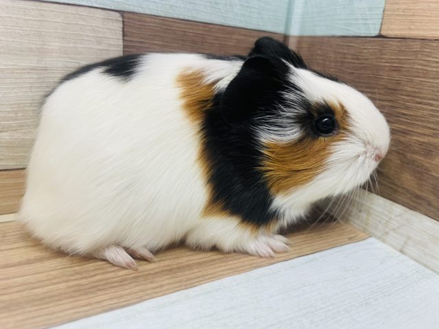 イングリッシュモルモット