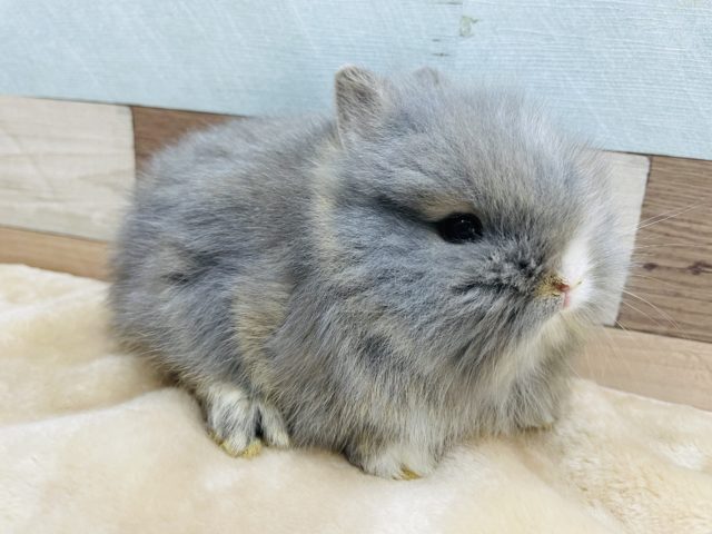 ライオンラビット