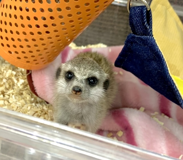 ミーアキャット