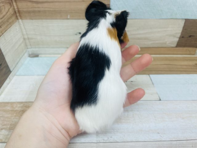 イングリッシュモルモット