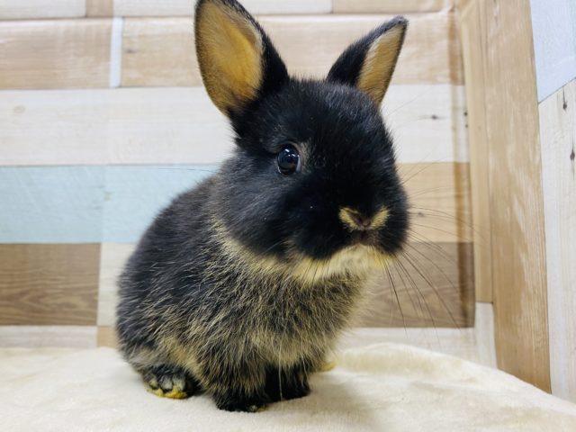 ネザーランドドワーフ