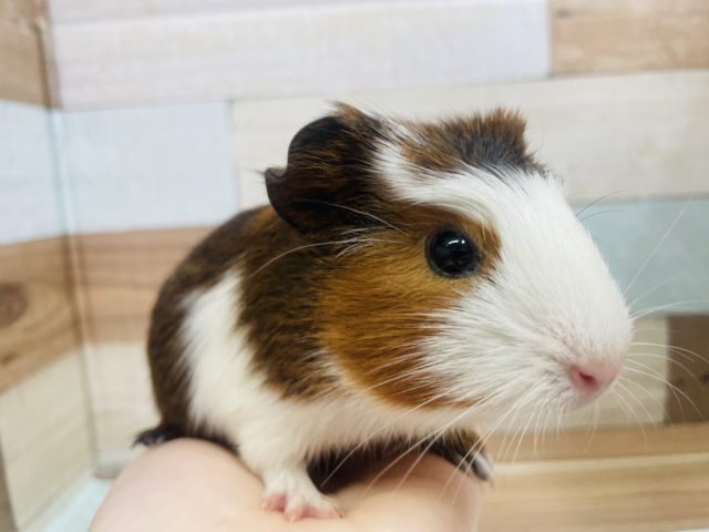 クレステッドモルモット