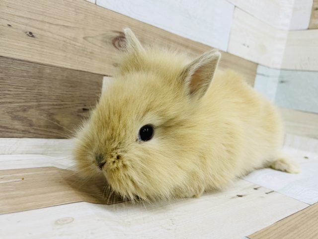 ライオンラビット