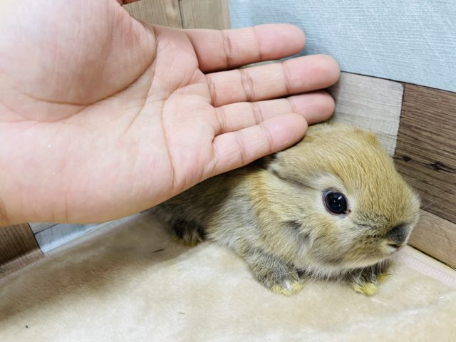 ネザーランドドワーフ