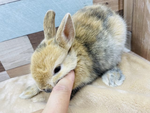 ネザーランドドワーフ