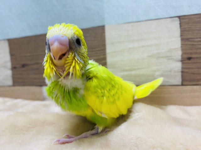 セキセイインコ