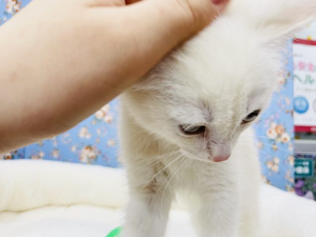 スコティッシュフォールド