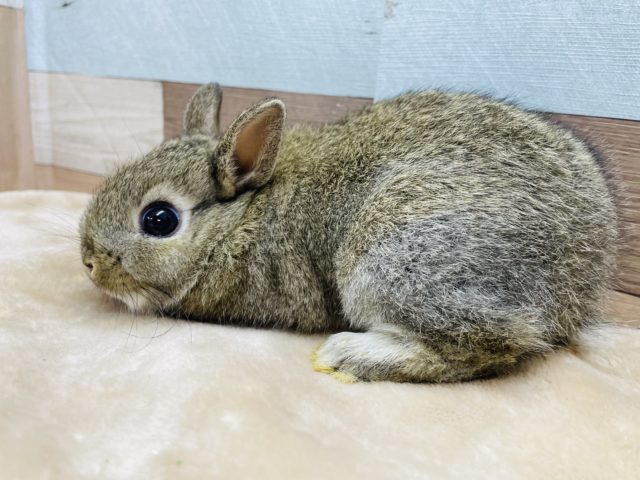 ネザーランドドワーフ