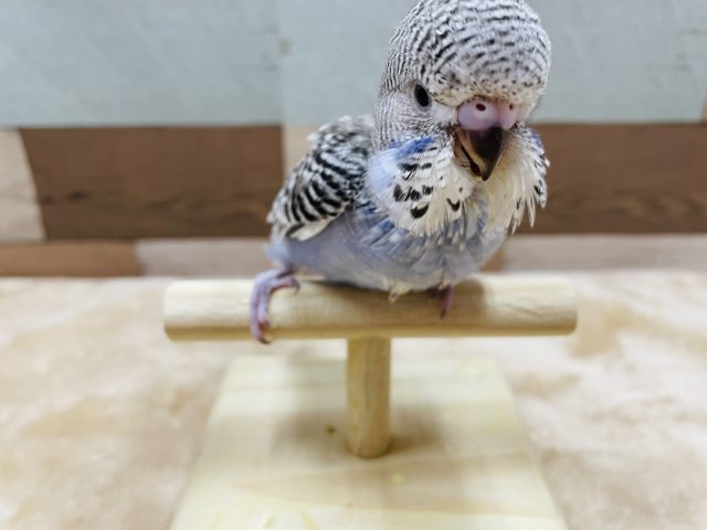 ジャンボセキセイインコ
