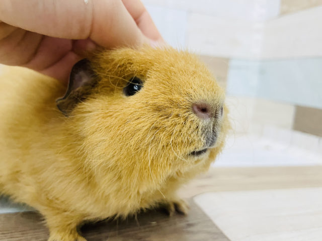 メリノモルモット