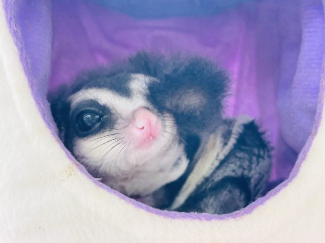 フクロモモンガ