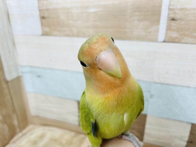 コザクラインコ（小桜インコ）