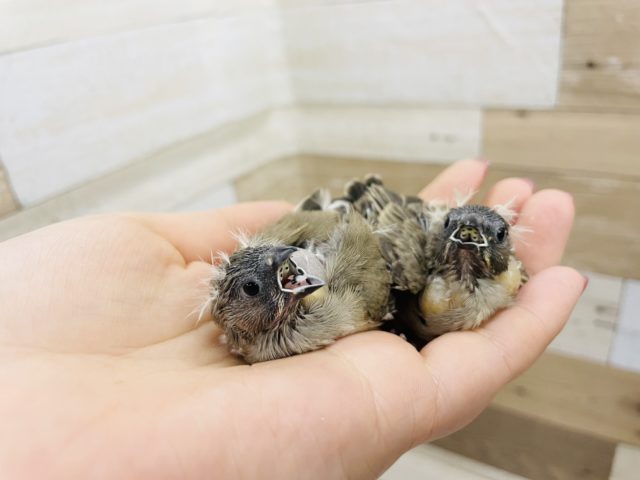 錦花鳥（キンカチョウ）