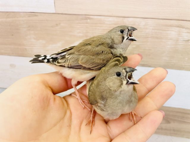 錦花鳥（キンカチョウ）