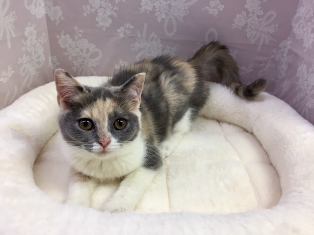 ブリティッシュショートヘア