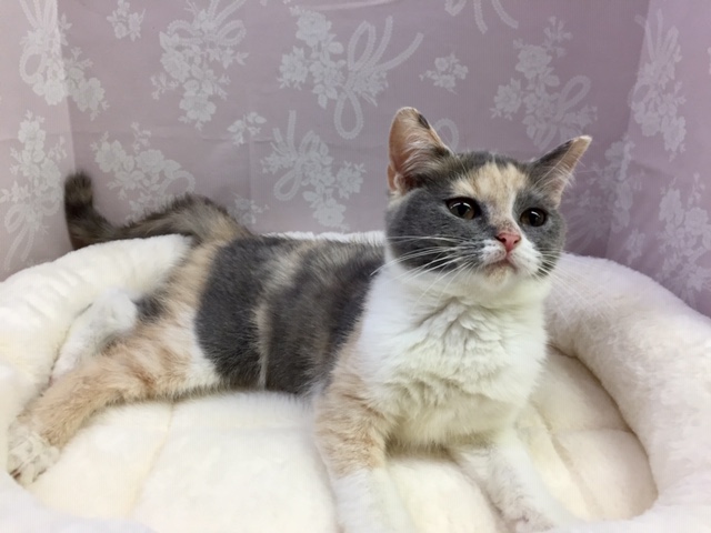 ブリティッシュショートヘア