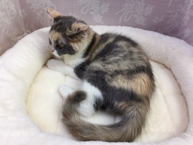 ブリティッシュショートヘア