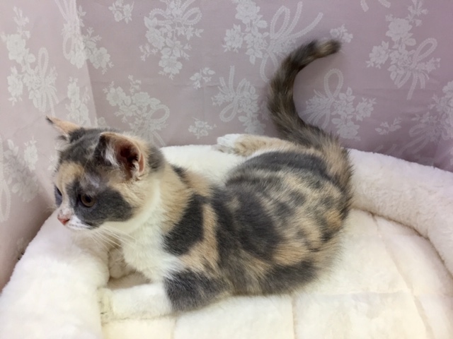 ブリティッシュショートヘア