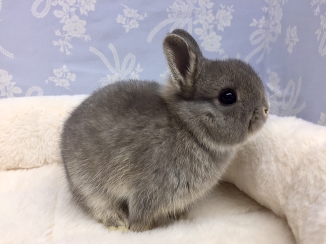 ネザーランドドワーフ