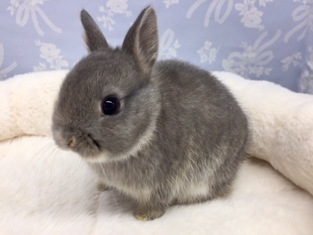 ネザーランドドワーフ