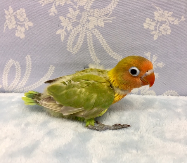 ヤマブキボタンインコ