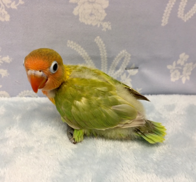 ヤマブキボタンインコ