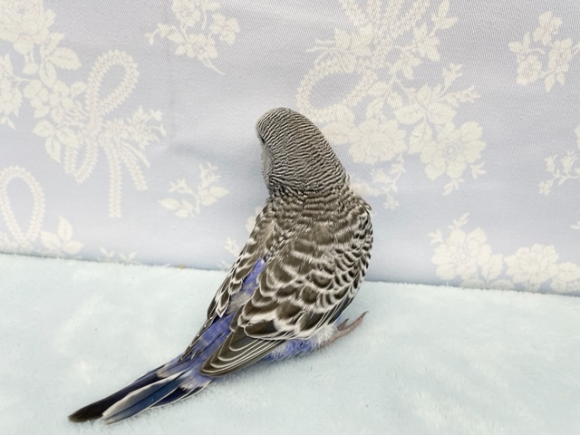 ジャンボセキセイインコ