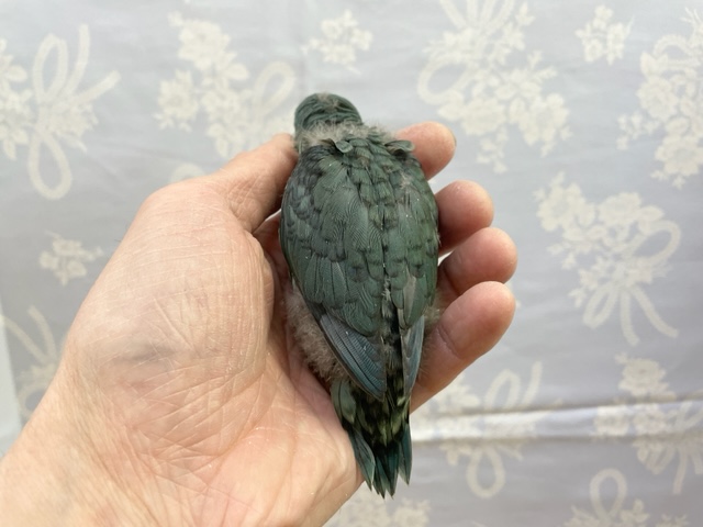 サザナミインコ