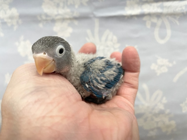 ブルーボタンインコ