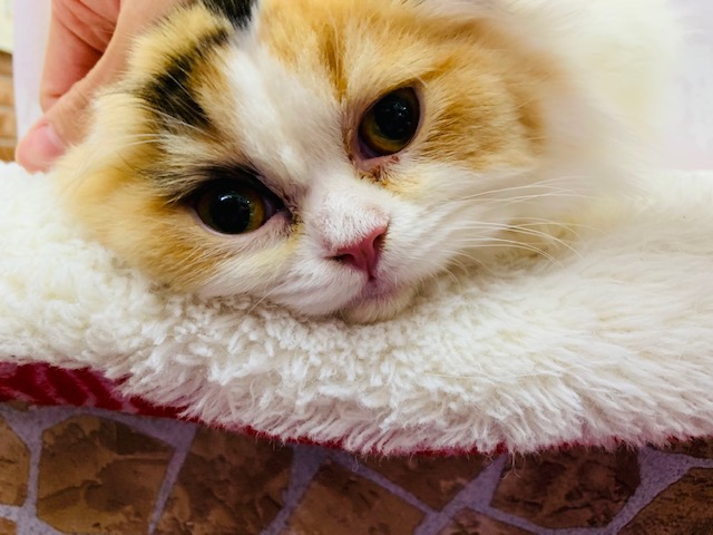 スコティッシュフォールド