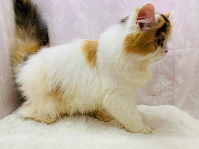 スコティッシュフォールド